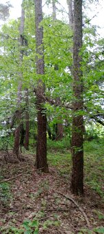 Prodej lesa - 8