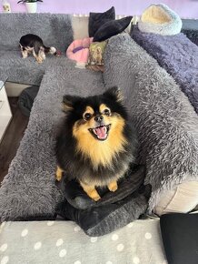 Hlídání pejsku - 8