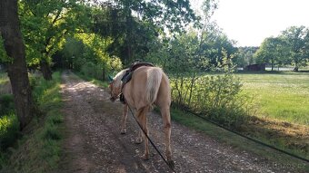 Klisna Quarter Horse nar. 2012 - 8
