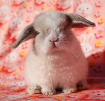 Malinkatí zakrslí beránci s VP . - 8