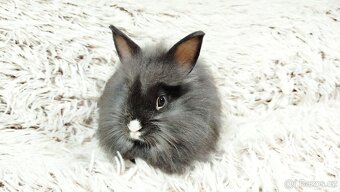 Zakrslý, králík, králíček - HOLLY - 8