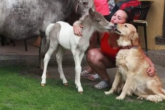 Připouštění plemenným hřebcem amerického minihorse - 8