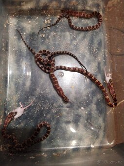 UŽOVKA ČERVENA - 8