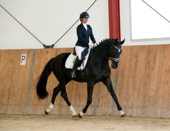 Vysoký drezurní valach - 8