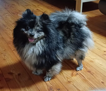 Pomeranian - fenka s PP - 8