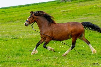 16-ti letá chovná klisna welsh pony sekce C - 8