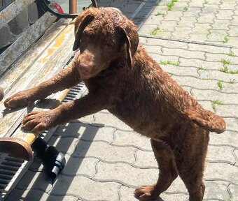 Hnědý retriever (jako hnědý labrador-chesapeake) s PP - 8