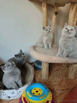 Britská koťátka - 8