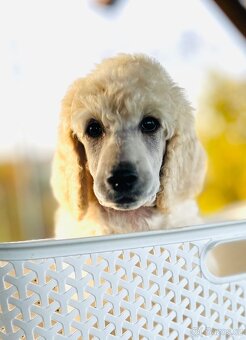 Pudl velký královský s PP - 8