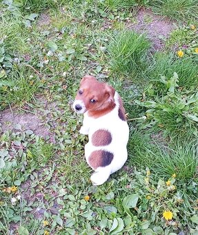 Jack russell terier krásný pejsek - 8