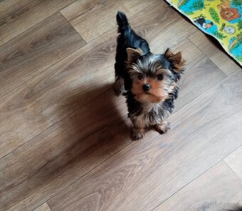 Yorkshire terrier, Jorkšírský teriér PP FCI - 8