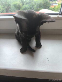 Sphynx koťata - 8