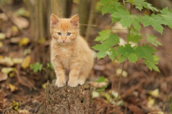 kluk Garfieldek, holčička Tlapička hledá nový domov - 8