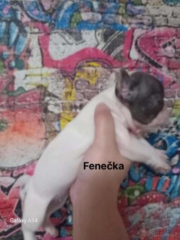 Francouzský buldoček - 8