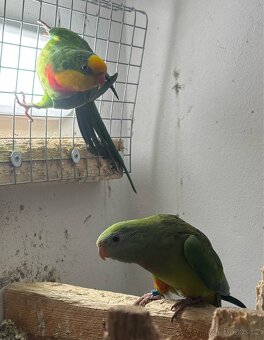 Pár papoušek nádherný - 8