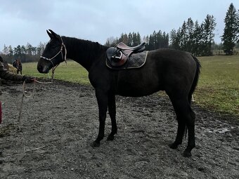 Prodáme koně- hannoverského valacha - 8