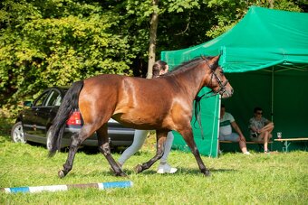 Huculská klisna, hucul, pony, malý kůň - 8