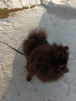 Pomeranian s PP - 8