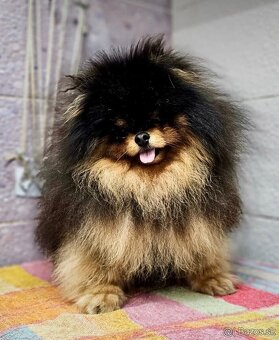Pomeranian mini - 8