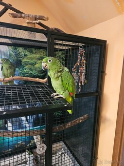 Amazoňan pomoučený REZERVACE - 8