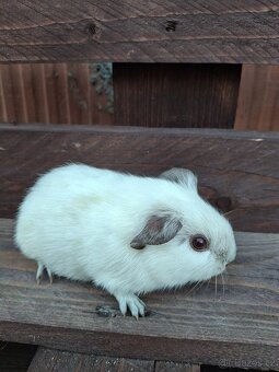 Prodám mláďata morčat - 8