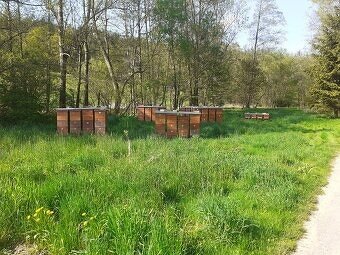 Vyzimované včelí oddělky 2026 - 8