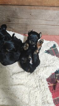 Jorkšírský teriér - 8