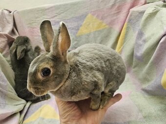 Zakrslý králíček - 8