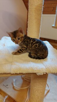 Bengalská kočka-koťátka s PP - 8