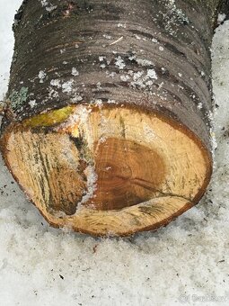 dřevo kmen višně - 8