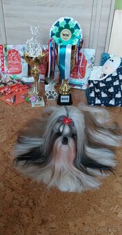 Shih-tzu s PP vymazlená štěňátka (Shih tzu) - 8