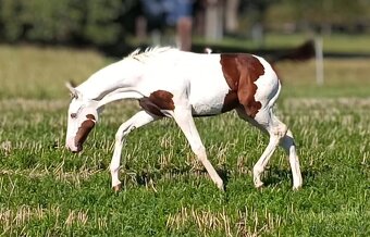 Připouštění homozygotním APH - 8