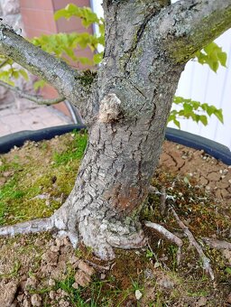 Lípa malolistá (Tilia cordata) bonsai - 8