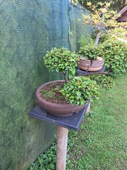 Bonsaj,bonsai Skalník - 8