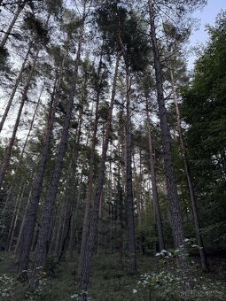 Prodám lesní pozemek v k.ú. Ločenice, p.č. 810 - 8