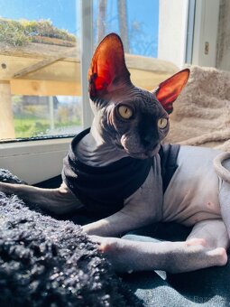 Sphynx - 8
