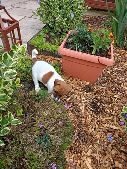Jack Russel terier - 8