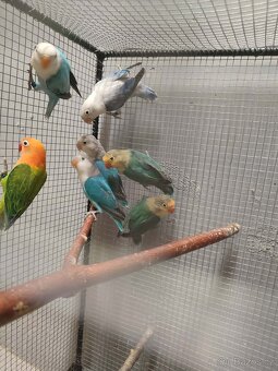 Agapornis ficheri - 8