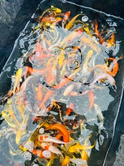 Koi - 8