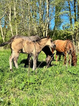 Grullo klisna American Quarter Horse v typu bull - 8
