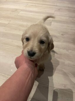 Zlatý retrívr štěňátka 🐶 - 8