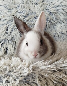 Zakrslý králík - 8