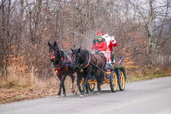 Huculská klisna, hucul, Tobiano, pony, malý kůň - 8