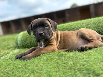 Cane corso s PP - 8