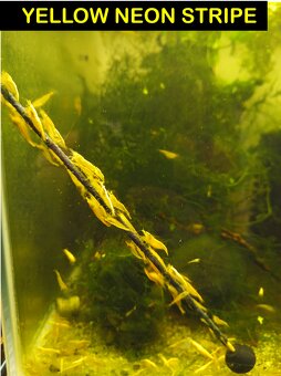 Krevetky krevety neocaridina davidi / heteropoda - 8