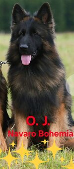 Německý ovčák - 8