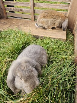 Francouzský beran - 8