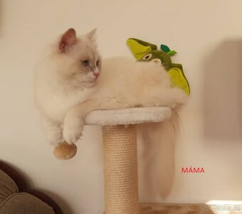 Prodám kočičku Ragdoll bez PP - 8