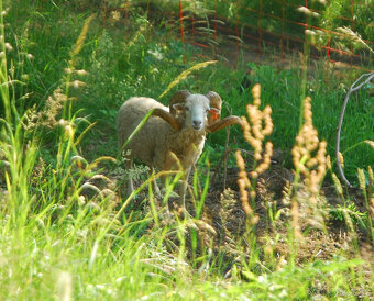 SVATEBNÍ MÍSTO V PŘÍRODĚ A PRO PŘÍRODU - 8