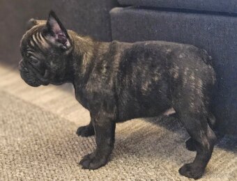 Francouzský buldoček - 8